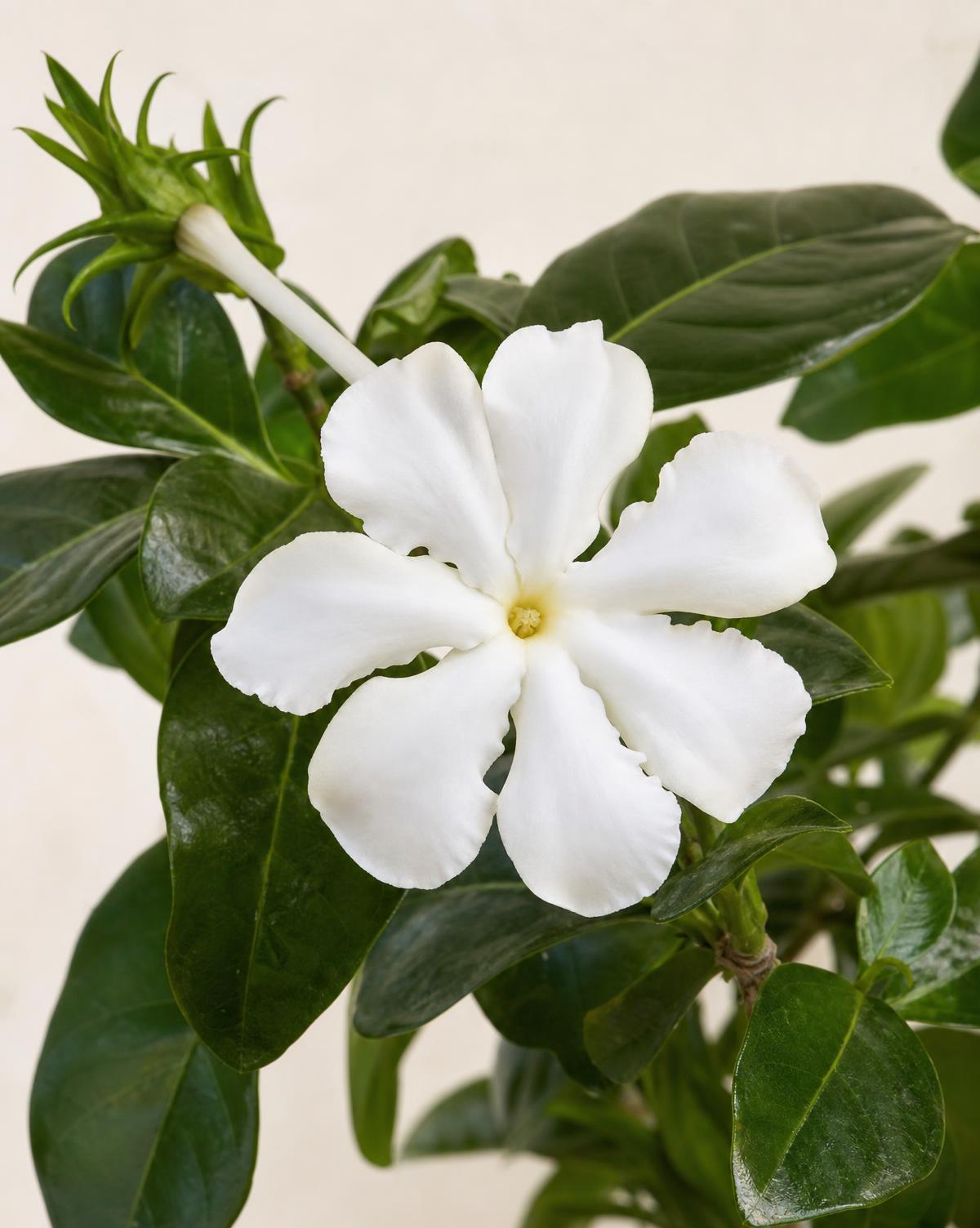 African Gardenia — Gardenia thunbergia