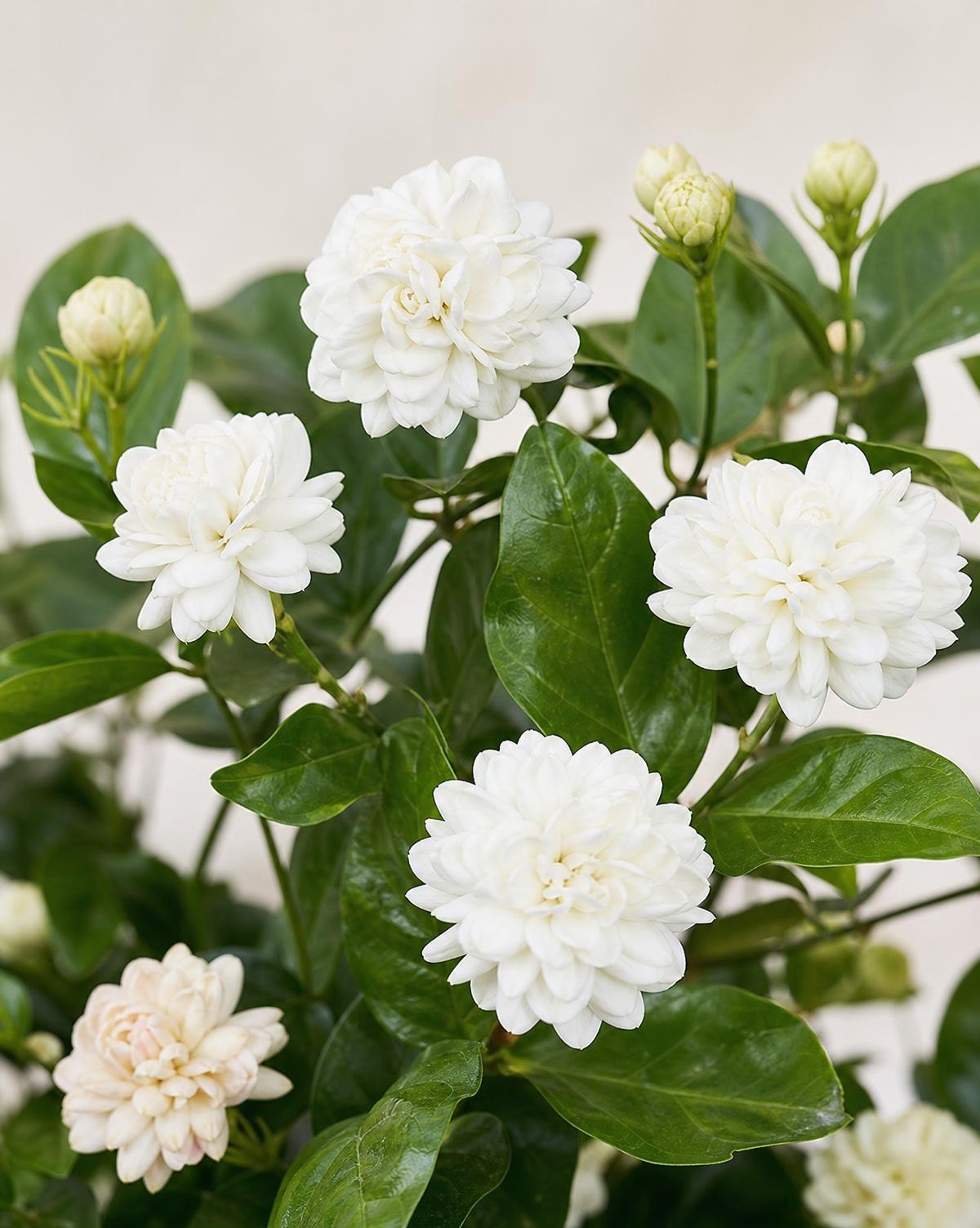 Arabian Nights — Jasminum sambac 'Arabian Nights'