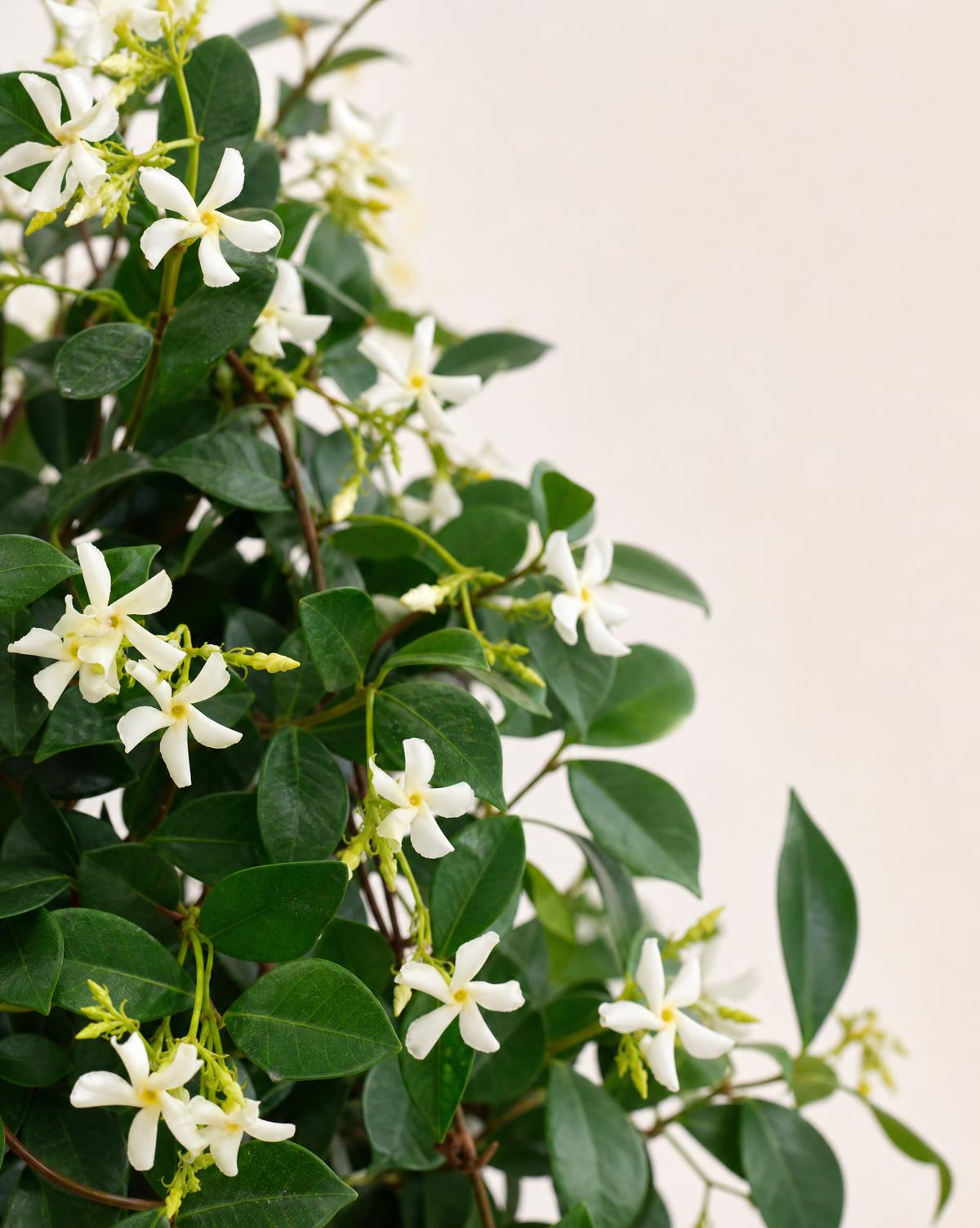 Asian Jasmine — Trachelospermum asiaticum