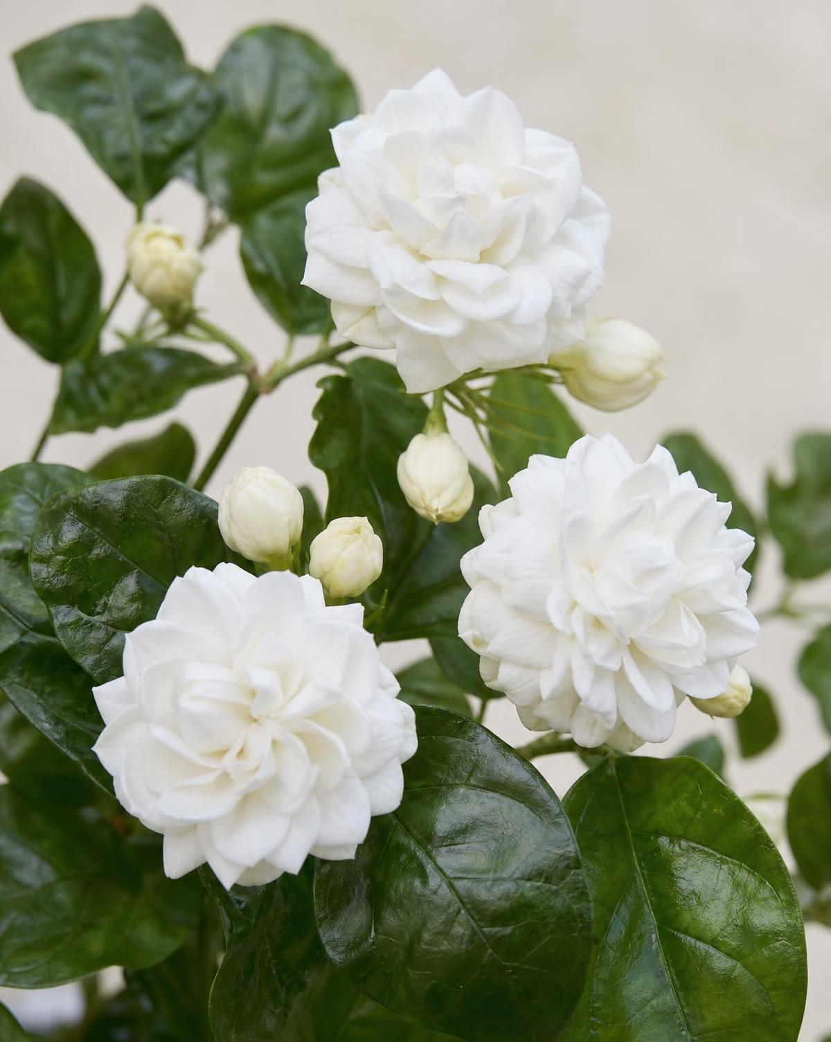 Grand Duke of Tuscany — Jasminum sambac 'Grand Duke of Tuscany'