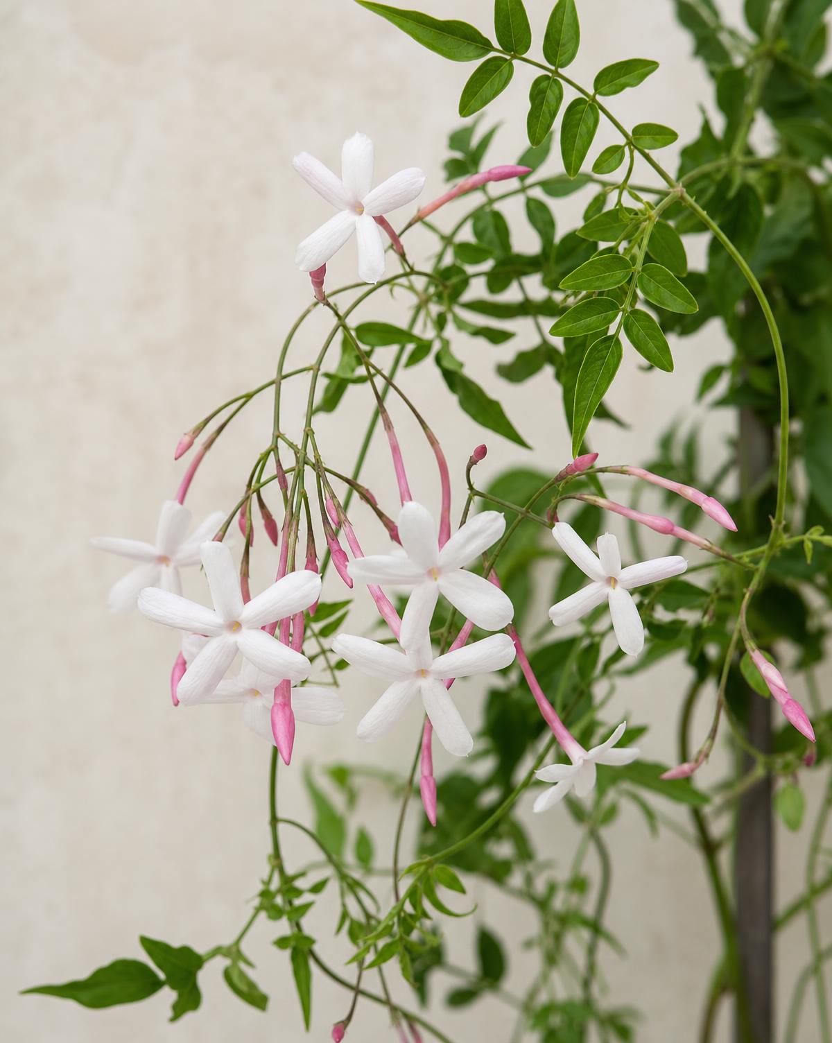 Royal Jasmine — Jasminum grandiflora