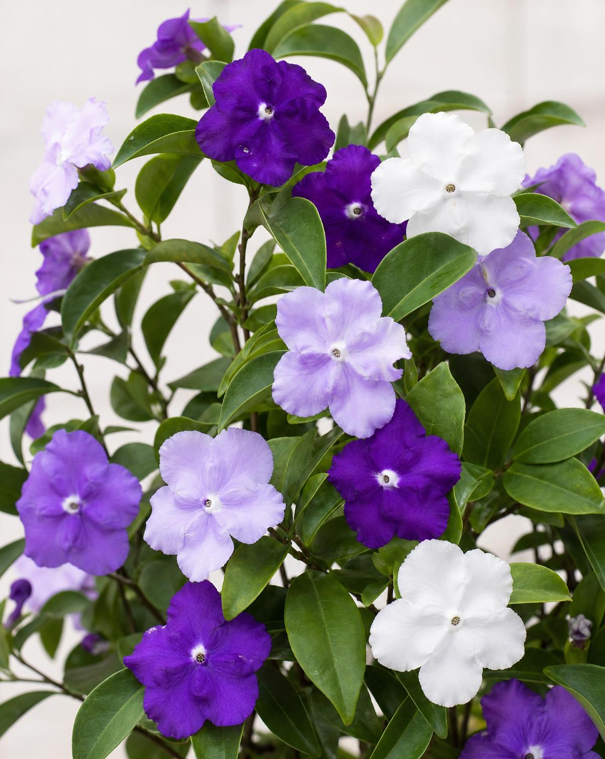 Lady of the Night — Brunfelsia latifolia