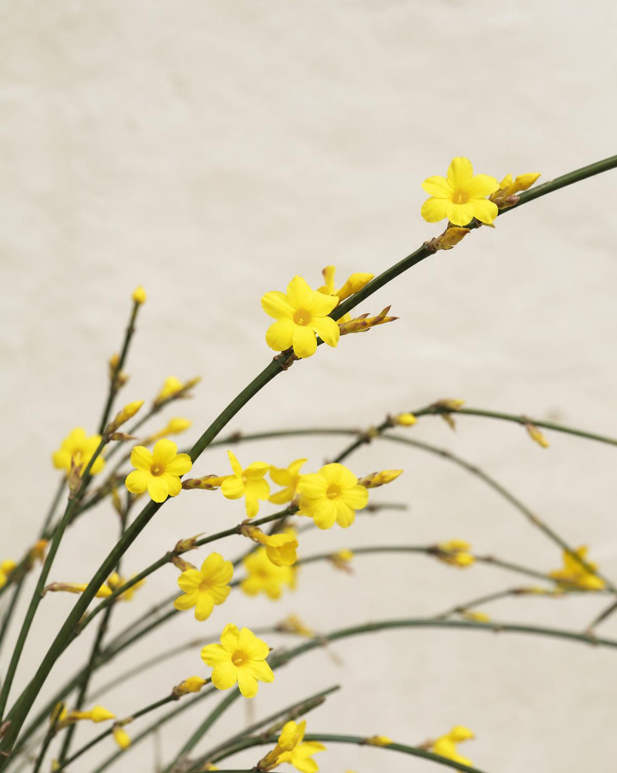 Winter Jasmine — Jasminum nudiflorum